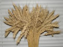  Soft   Wheat 