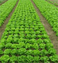 vietnamese iceberg lettuce