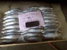  Frozen  Milk fish   Bait 