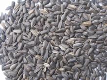 Sunflower seeds for oil