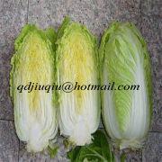 Fresh Chinese cabbage