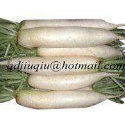 fresh radish