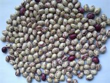  light   specked  kidney  beans 