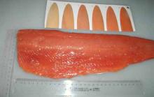 chum salmon fillet