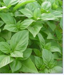 sweet basil leave