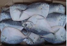 frozen moon fish