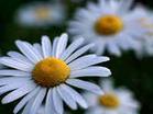 Feverfew P.E.
