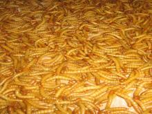 Yellow mealworms