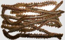 Freeze dried polychaete