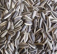 New Crop Sunflower seeds