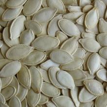 New Crop Shine Skin Pumpkin Seeds