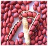 2010 Red skin peanut kernel