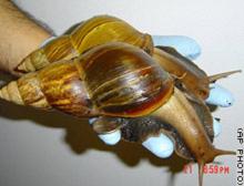 Snails