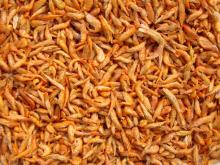 Freeze  dried   Shrimp 