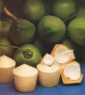  Fresh   Green  Coconut