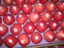 Fuji apple
