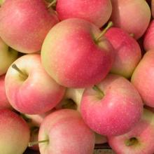 Gala apple
