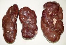 Beef kidney IWP
