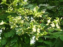 Quercetin Powder