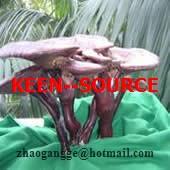  Reishi   Mushroom   Extract   Powder 