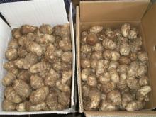 Fresh  Big   Taro 