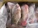 tilapia