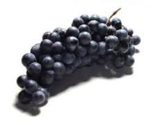 Grape seed extract