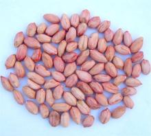 New Crop Peanut Kernel