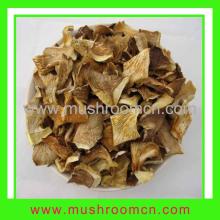 Oyster Mushroom  Pleurotus  Ostreatus