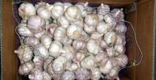 normal white garlic