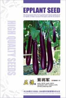 ZJJ PURPLE EGGPLANT