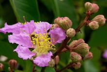 Banaba leaf extract