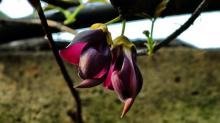 Mucuna sempervirens extract