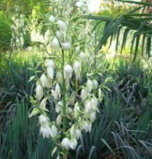 Yucca Schidigera Extract