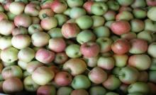 Apple IDARED