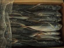 frozen seafoods