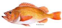 Golden redfish (Sebastes marinus)