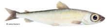 Silversmelt (Argentina sillus)