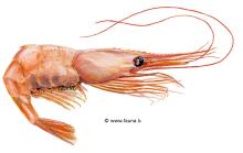 Prawn (Pandalus borealis)