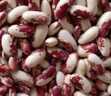  panda  speckled kidney beans-vv005
