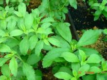 Stevia