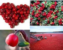  Cranberry   P . E 