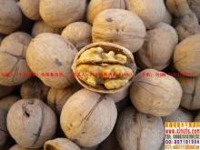 xinjiang thin skin walnut