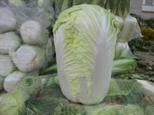 chinese cabbage