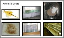 Artemia cysts