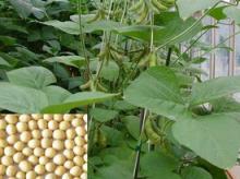 Black Cohosh Extract Power