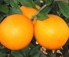 Citrus Orange,Fresh Orange