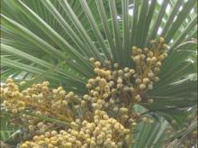 saw palmetto fruit extract