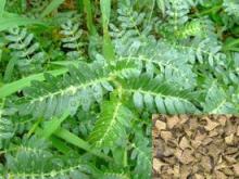 Tribulus terrestris P.E.