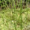 Horsetail Extract powder.